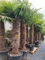 Palmboom Trachycarpus Fortunei - nieuwe aanvoer, Tuin en Terras, Olijfboom, Ophalen