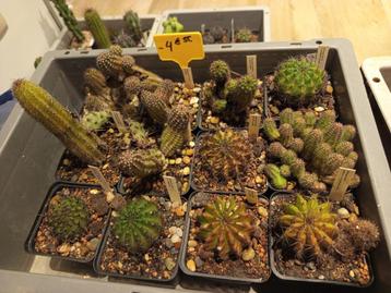 cactus Echinopsis hybriden  beschikbaar voor biedingen