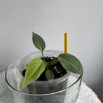 Philodendron gloriosum mini, Huis en Inrichting, Kamerplanten, Ophalen