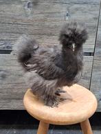 USA zijdehoender hennen, ingeënt, Dieren en Toebehoren, Pluimvee