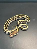 0.1 HI orange dream mojave spotnose dh dg clown 50% het pied, Enlèvement