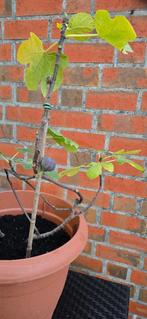 Figuier Ficus Carica, Figuier, En pot, Plein soleil, Moins de 100 cm