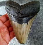 usa megalodon tand	12.6x9.7x2.2 cm, Verzamelen, Mineralen en Fossielen, Ophalen of Verzenden, Fossiel