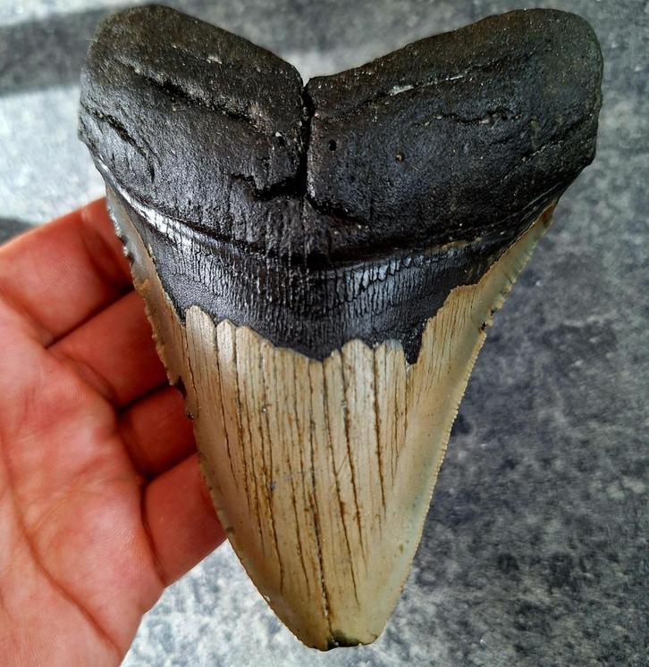usa megalodon tand	12.6x9.7x2.2 cm, Verzamelen, Mineralen en Fossielen, Fossiel, Ophalen of Verzenden