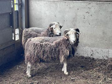 10 derniers moutons à vendre!