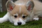 Prachtige Welsh corgi Pembroke pups, Dieren en Toebehoren, Honden | Herdershonden en Veedrijvers, België, Overige rassen, CDV (hondenziekte)