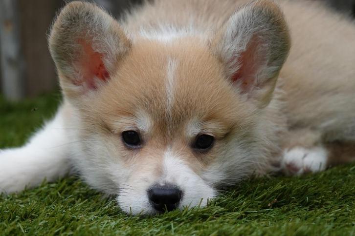 Prachtige Welsh corgi Pembroke pups, Dieren en Toebehoren, Honden | Herdershonden en Veedrijvers, Meerdere dieren, Overige rassen