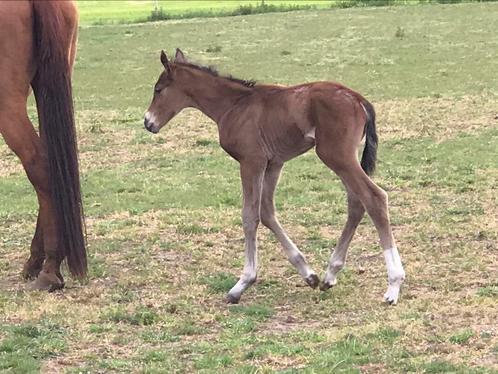 Prachtig hengstveulens, Dieren en Toebehoren, Paarden, Hengst