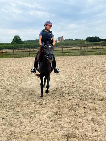 Beloftevolle jonge C pony beschikbaar voor biedingen