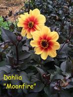 Dahlia "Moonfire", Tuin en Terras, Ophalen, Zomer, Vaste plant, Volle zon