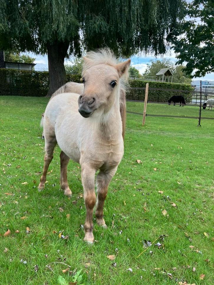 Mini hengstje, Dieren en Toebehoren, Paarden, Hengst, Onbeleerd, Minder dan 160 cm, 0 tot 2 jaar, Met stamboom, Gechipt, Ontwormd