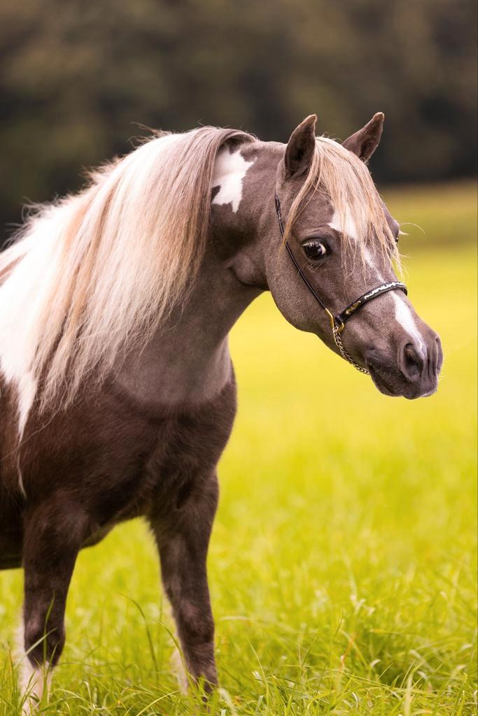 Miniatuurpaardjes, Dieren en Toebehoren, Pony's, Merrie