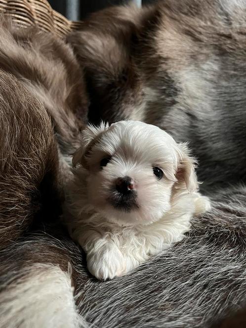 Maltezer pupjes, Dieren en Toebehoren, Honden | Chihuahua's en Gezelschapshonden, Meerdere dieren, Maltezer, Fokker | Professioneel