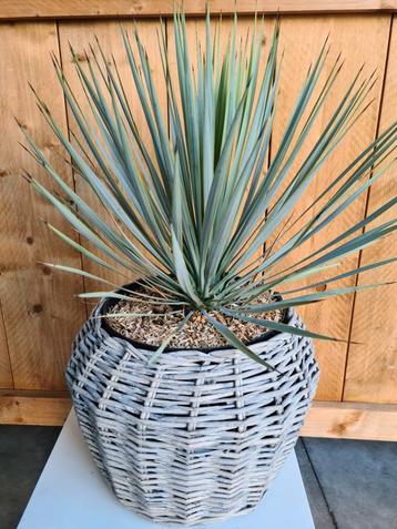 Yucca Rostrata  - Palmlelie 