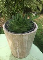 Aloë vetplant in houten, witte cache-pot, Minder dan 100 cm, Ophalen of Verzenden, In pot, Volle zon