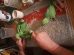 Groene halsband, Dieren en Toebehoren, Vogels | Parkieten en Papegaaien
