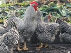 Broedeieren Amrock, Dieren en Toebehoren