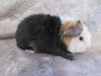 Schattige US teddy's te reserveren, Dieren en Toebehoren, Knaagdieren, Mannelijk, Cavia, Tam