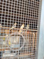 valkparkieten, Plusieurs animaux, Perruche