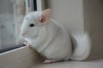 chinchilla 2 bokjes, Mei, Mannelijk, Chinchilla