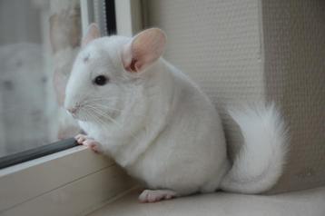 chinchilla 2 bokjes  beschikbaar voor biedingen