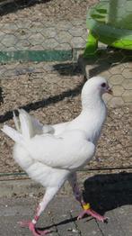 maltezer kipduif, Meerdere dieren