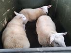 Drie swifter rammen, Dieren en Toebehoren, Schapen, Geiten en Varkens, Mannelijk, Schaap