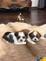 Lhasa apso pups, Parvo, België, Overige rassen, 8 tot 15 weken