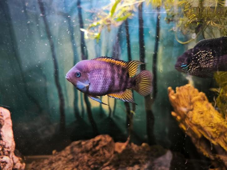 Mooie Sajica baby's te koop, Dieren en Toebehoren, Vissen | Aquariumvissen, Zoetwatervis, Vis