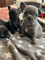 Franse Bulldog pups met stamboom, CDV (hondenziekte), Meerdere, Bulldog, 8 tot 15 weken
