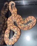 Epicrates cenchria cenchria, Animaux & Accessoires, Serpent, 0 à 2 ans