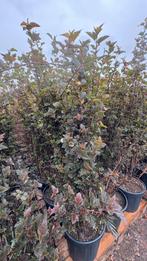 Physocarpus heesters , borderstruiken, Ophalen of Verzenden