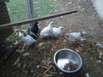 2 hen(2 jaar) 2 kuikens hen 2 kuikens onbekend (1,5 maanden)