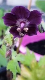 Geranium phaeum / ooievaarsbek, vanaf 1 euro, Vaste plant, Halfschaduw, Zomer, Ophalen
