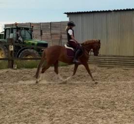 Bijrijder/springruiter aangeboden, Dieren en Toebehoren, Paarden