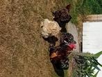 Cochin krielen, Dieren en Toebehoren, Meerdere dieren, Kip