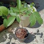 Jeune noyer en pot 80/90cm   5€, Tuin en Terras, Planten | Fruitbomen, Ophalen, Minder dan 100 cm, Lente, In pot