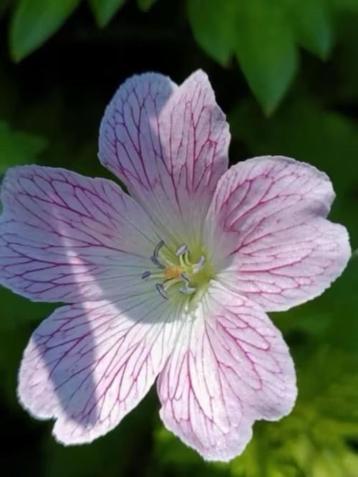 Geranium Versicolor /ooievaarsbek  beschikbaar voor biedingen