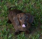 teckel pups,dwerg, Dieren en Toebehoren, België, Reu, 8 tot 15 weken, Korthaar