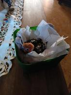 Jongen zonparkiet om tam te maken, Parkiet, Tam