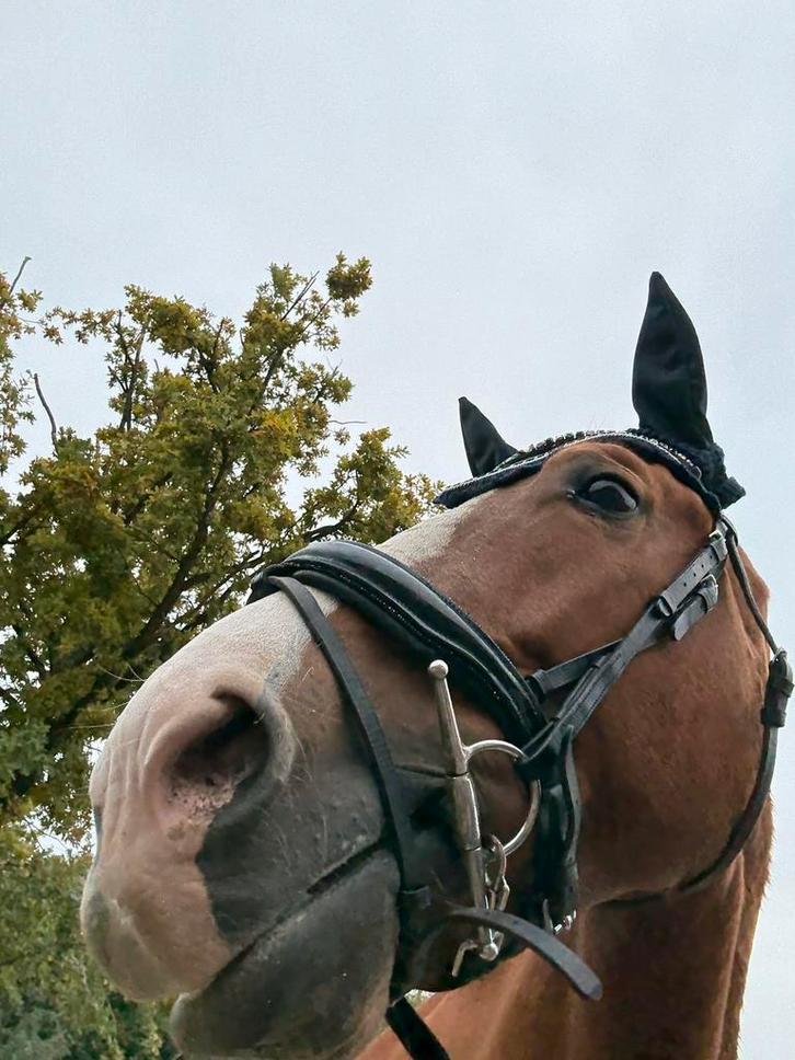 7 jarige vosje ruin moet met spoed weg, Dieren en Toebehoren, Paarden en Pony's | Hoofdstellen en Tuigage, Zo goed als nieuw, Dressuur