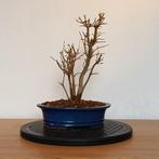 Drietandsesdoorn bonsai, In pot, Minder dan 100 cm, Halfschaduw, Overige soorten