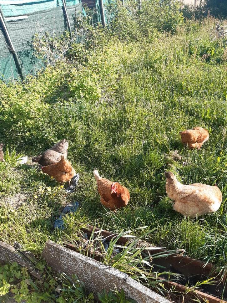 Kippen, Dieren en Toebehoren, Pluimvee, Kip, Vrouwelijk