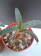 Ledebouria socialis & var. minor - Zuid Afrika, Huis en Inrichting, Kamerplanten, Overige soorten, Ophalen of Verzenden, Minder dan 100 cm