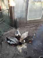 grote franse Roueneenden kweekkoppels, Dieren en Toebehoren, Pluimvee, Meerdere dieren, Eend