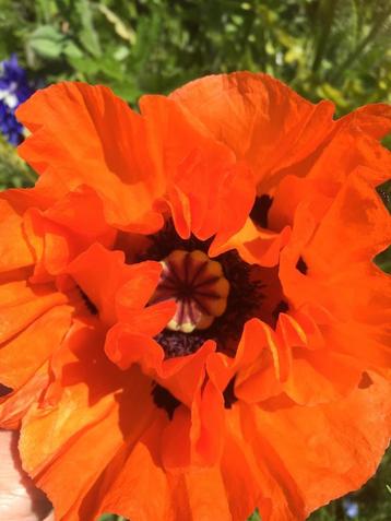 Oosterse papaver , 1 potje beschikbaar voor biedingen
