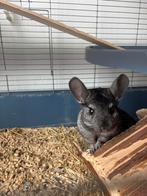 A vendre chinchilla, Dieren en Toebehoren, Knaagdieren en Konijnen | Hokken en Kooien, Ophalen, Gebruikt, Overige typen, Chinchilla