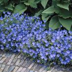 Geraniums, Jardin & Terrasse, Plantes | Jardin, Enlèvement, Mi-ombre