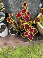 planten, Vaste plant, Halfschaduw, Zomer, Ophalen