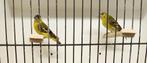 Yarrel- en Kapoetsensijsen, Meerdere dieren, Tropenvogel, Geringd
